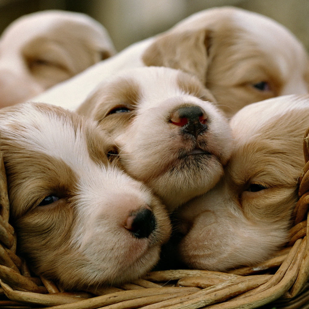 Щенки в корзинке