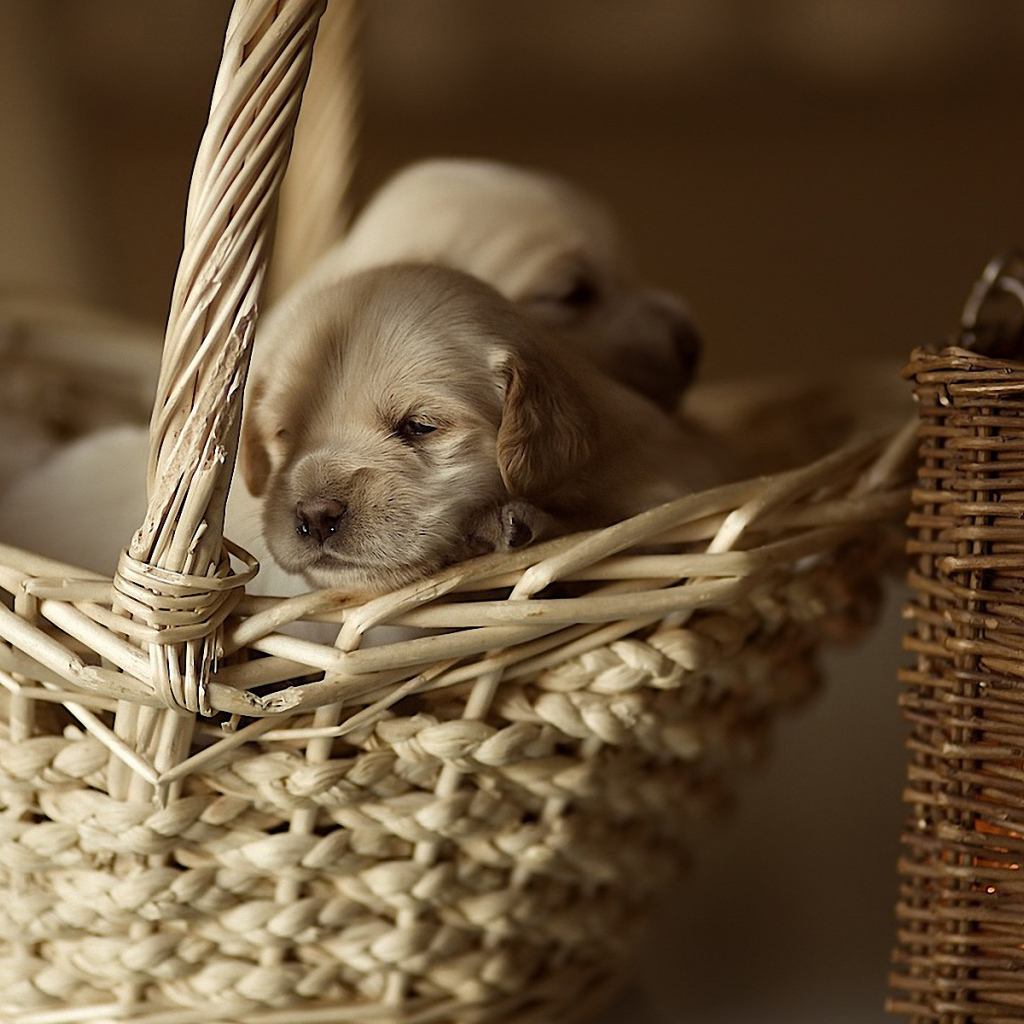 Щенки в корзине