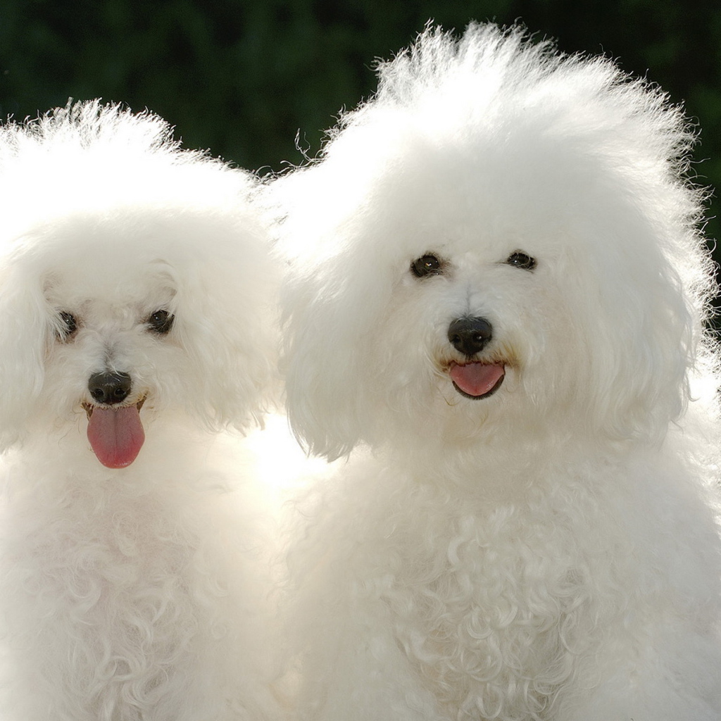 Щенки пуделя