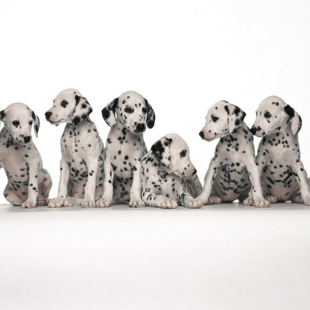 Щенки долматинца