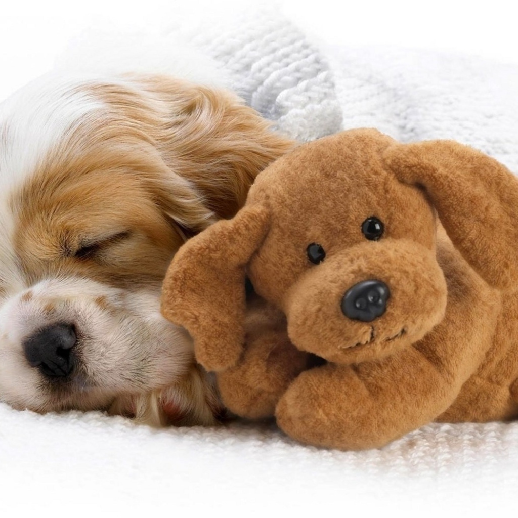 Щенок и игрушка