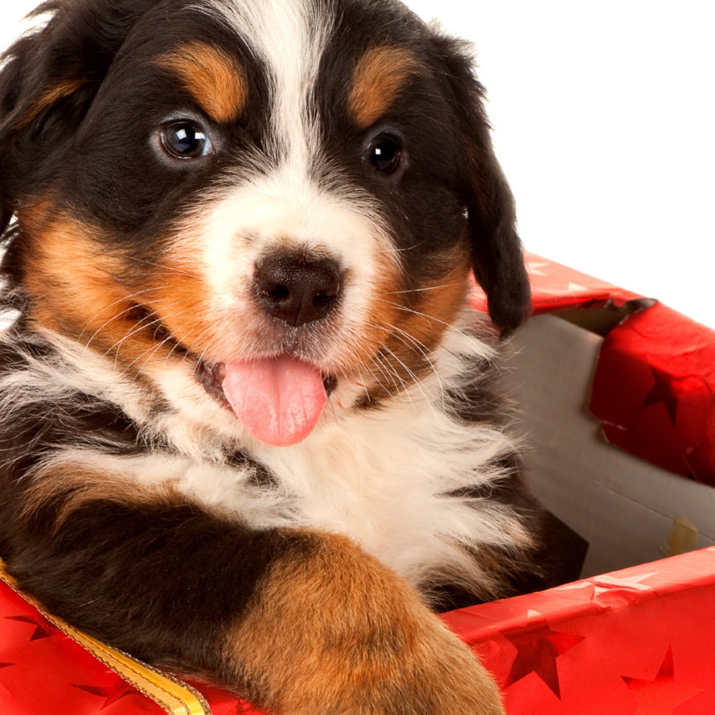 Щенок в подарок