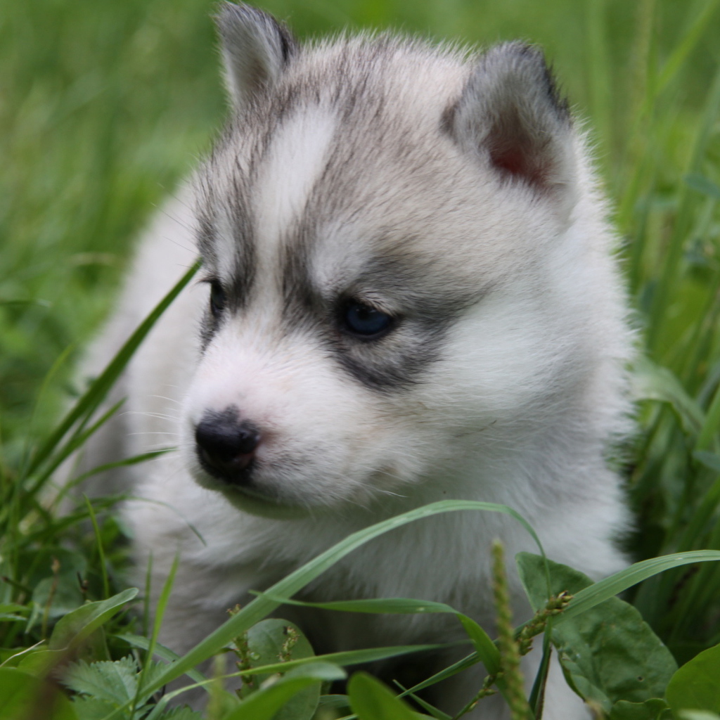 щенок в траве