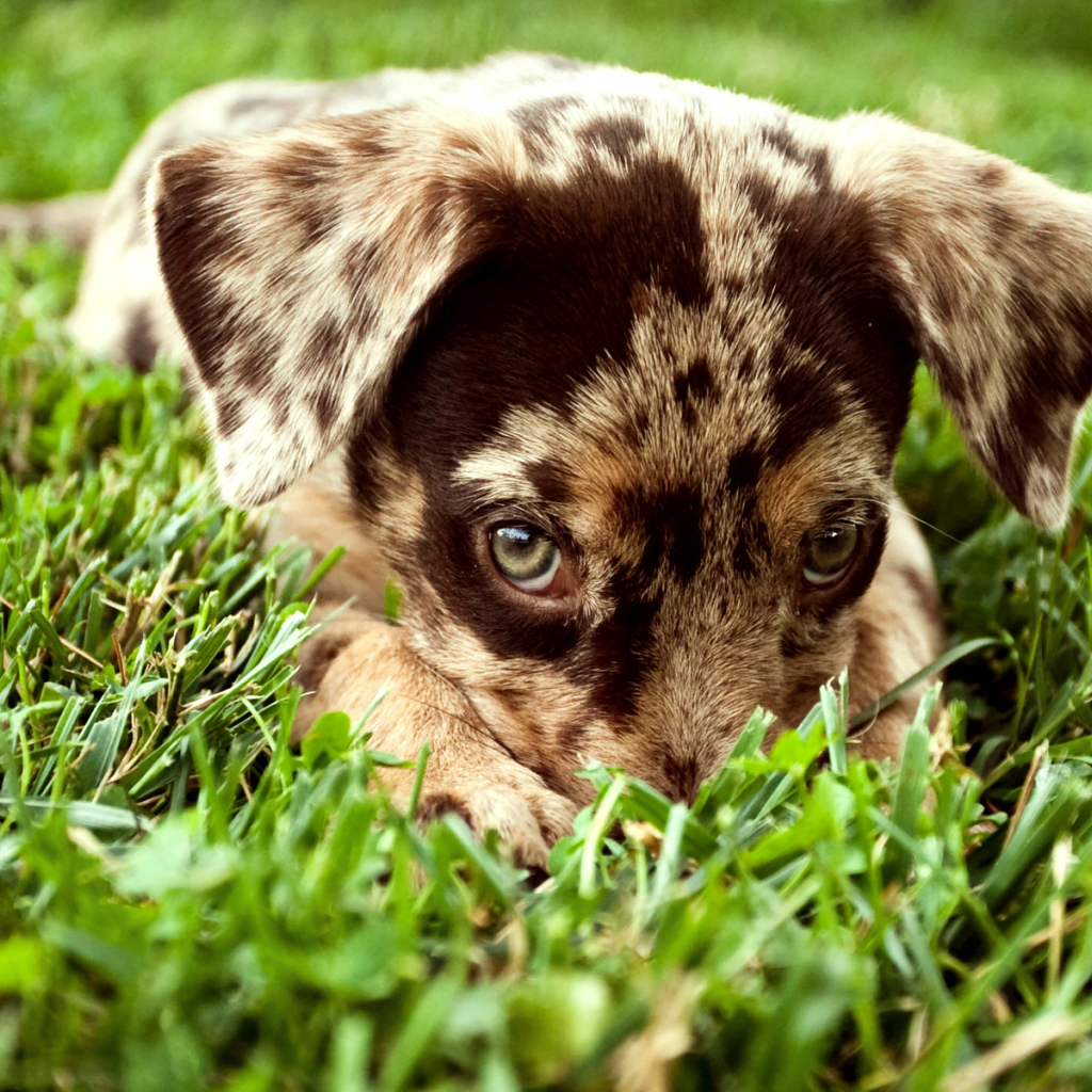 Щенок в траве