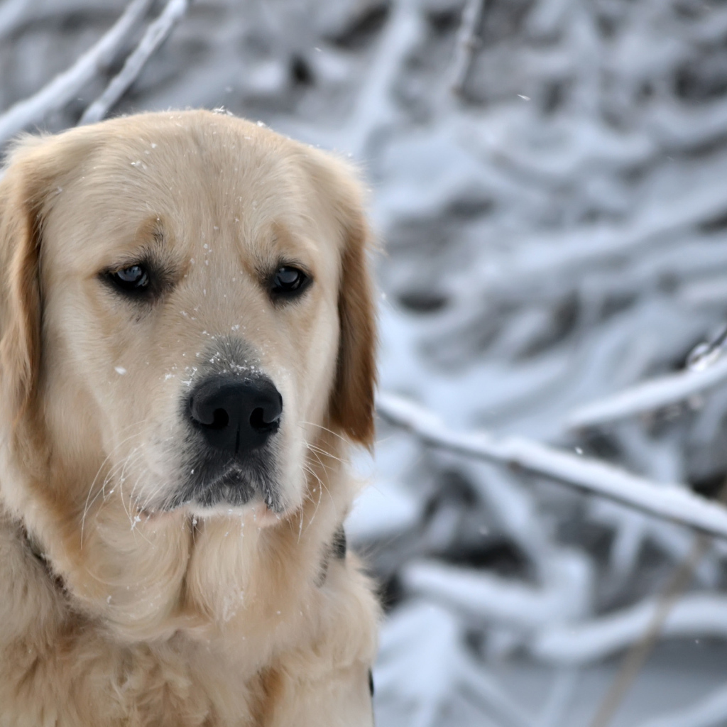 грустный Ретривер