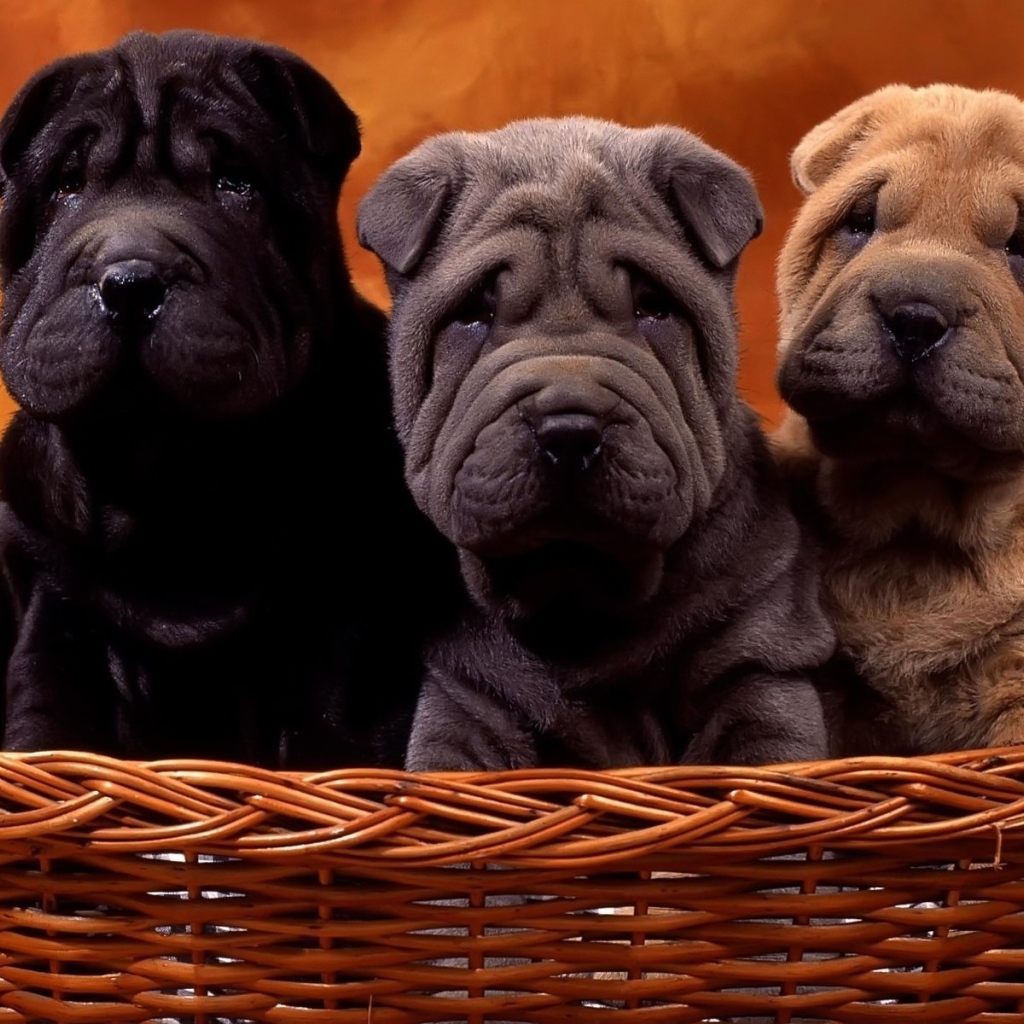 Шарпеи в корзинке