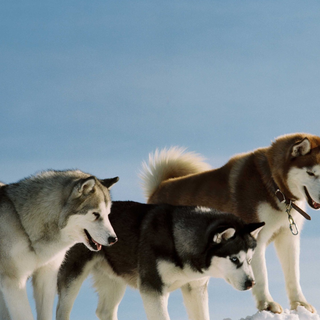 Сибирские хаски