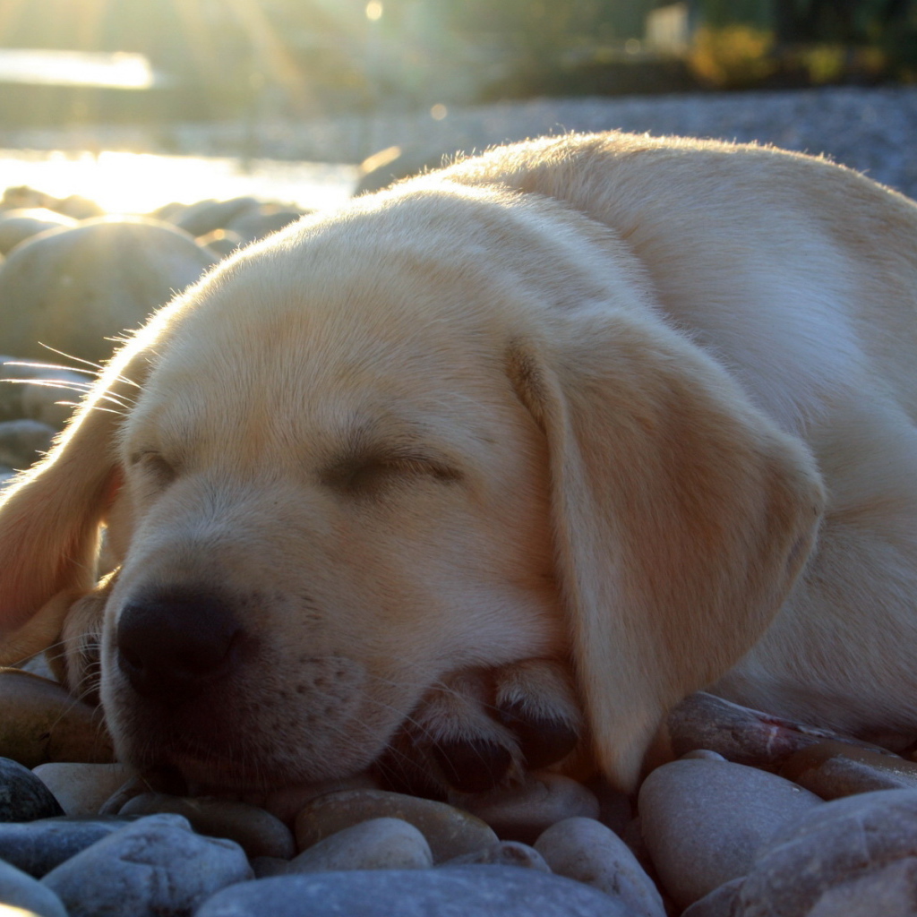 спящий Лабрадор