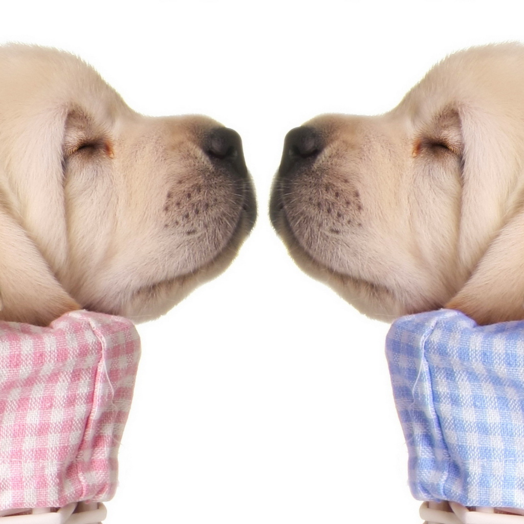 Спящие щенки