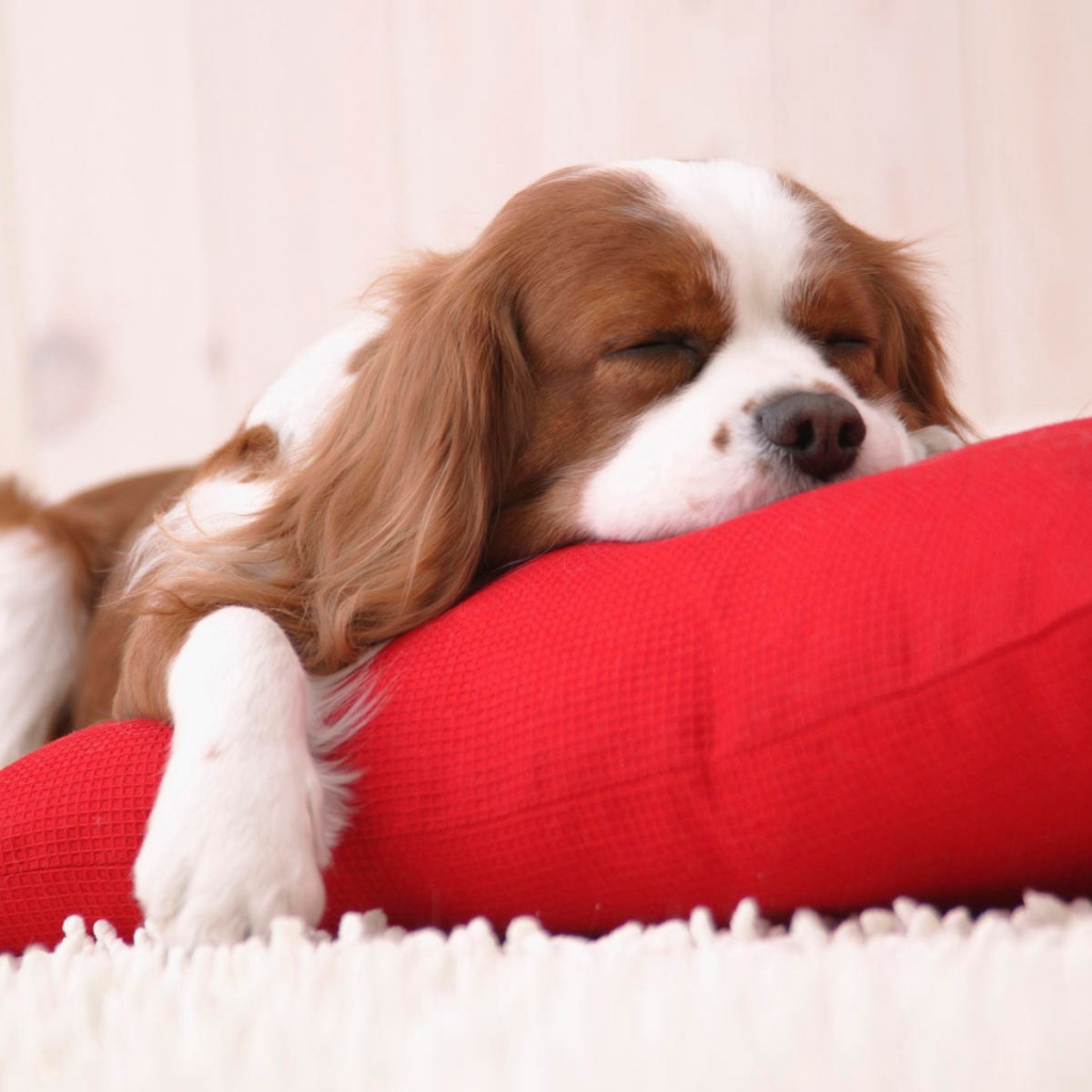 Сонный щенок