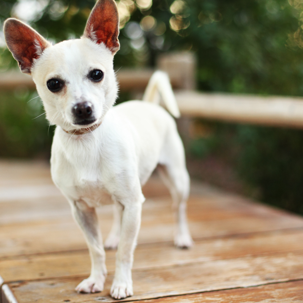 Маленькая собака