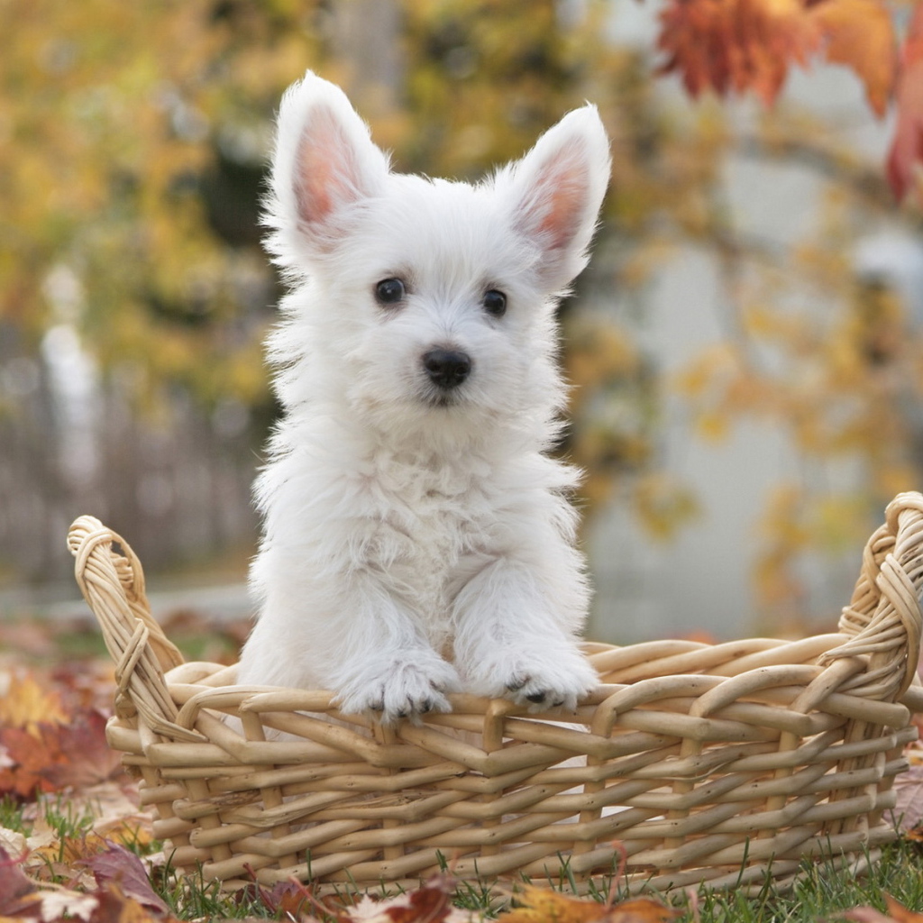 щенок Терьера