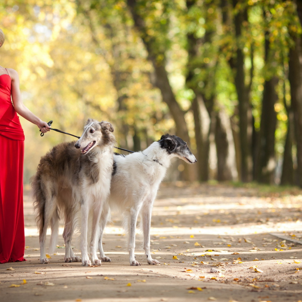 Девушка выгуливает собак
