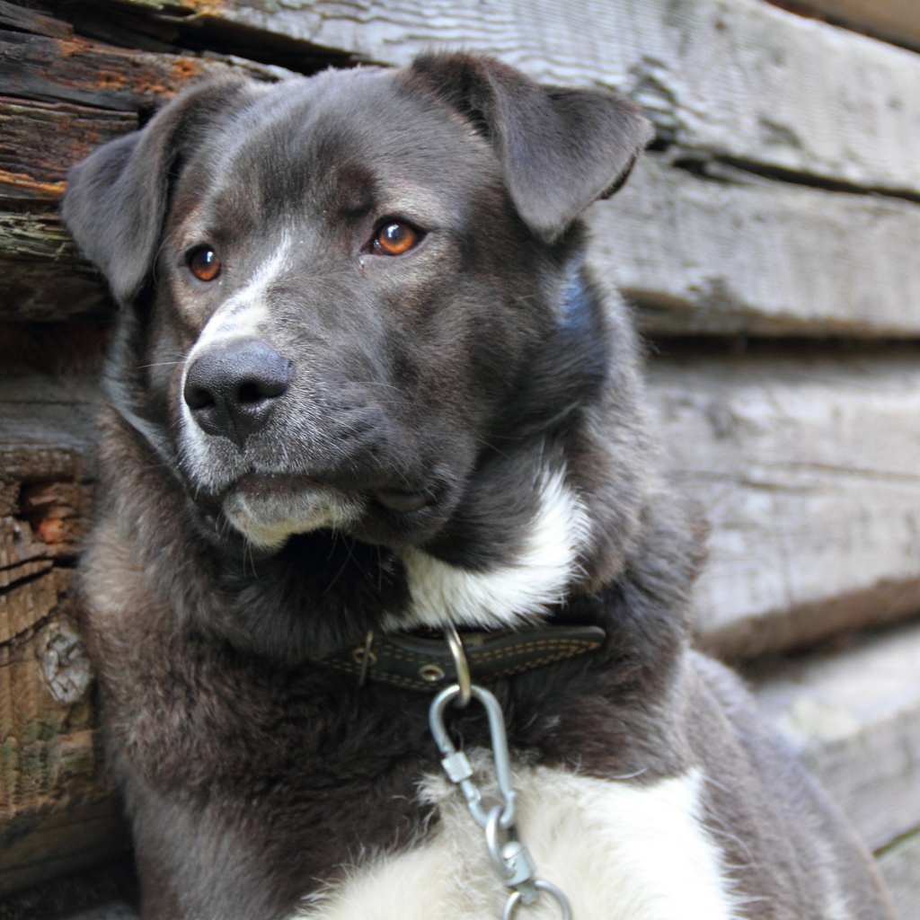 Усталый пес