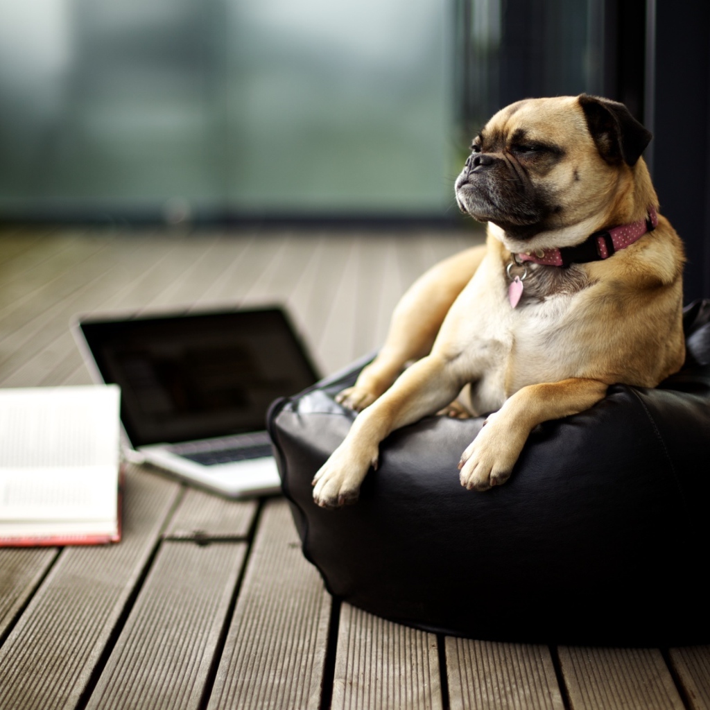 важный Мопс