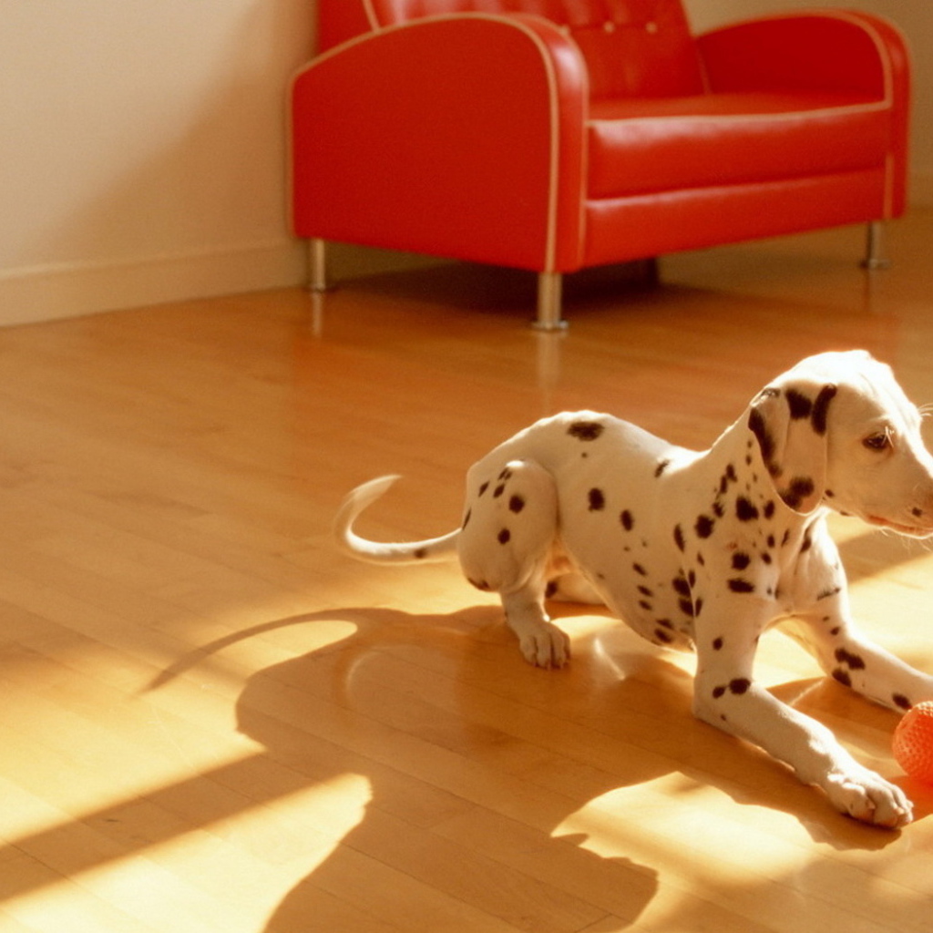 щенок Долматинца