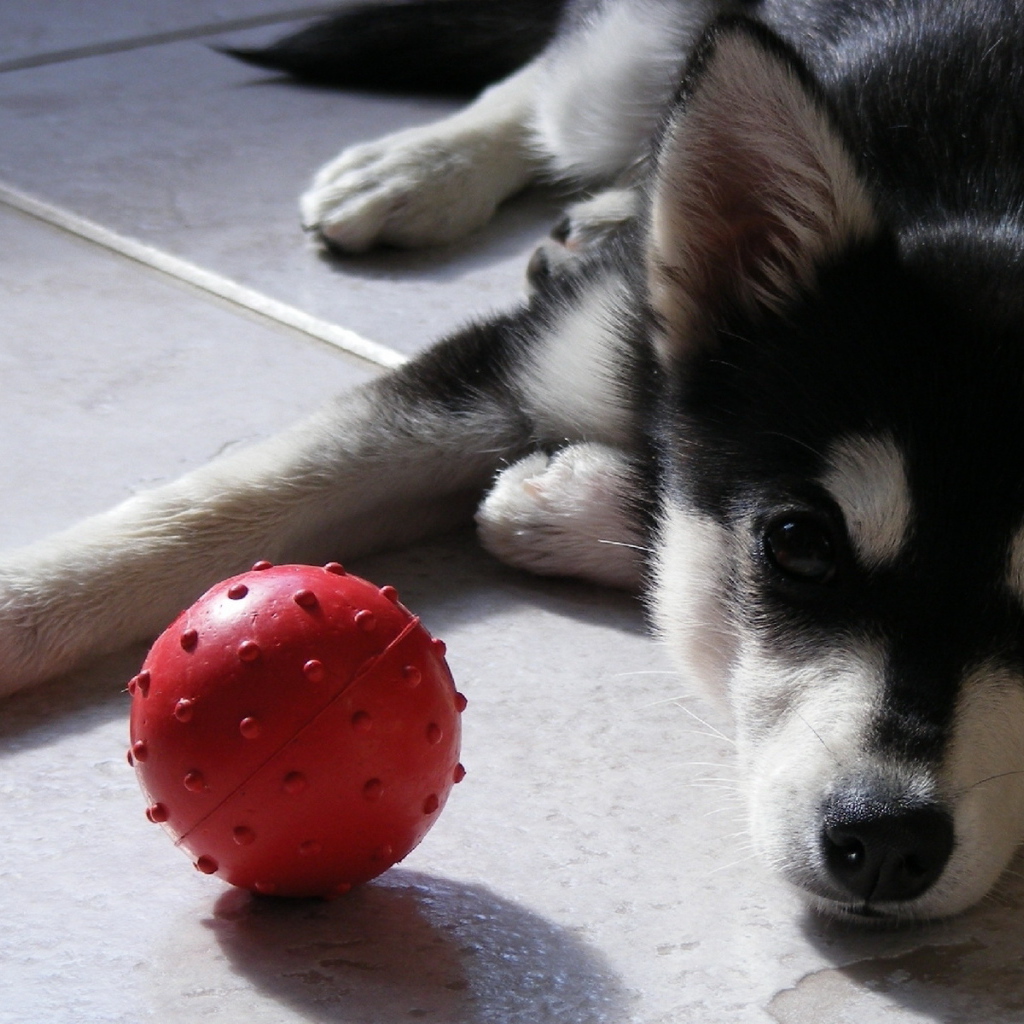 щенок Сибирского Хаски