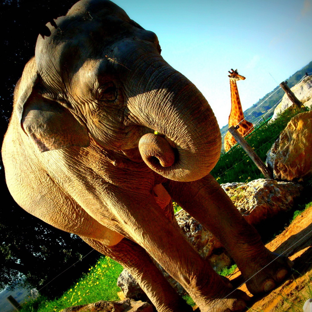 Слон в вольере