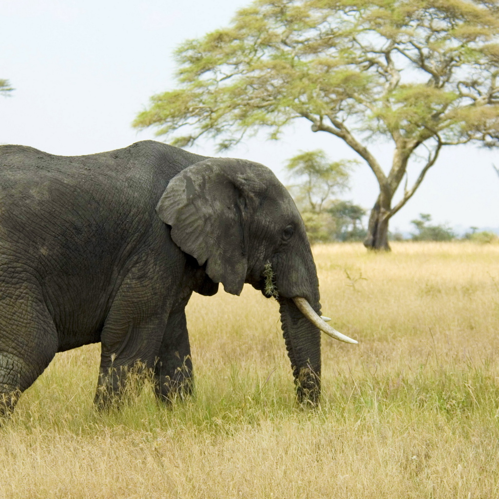 Слон в саванне