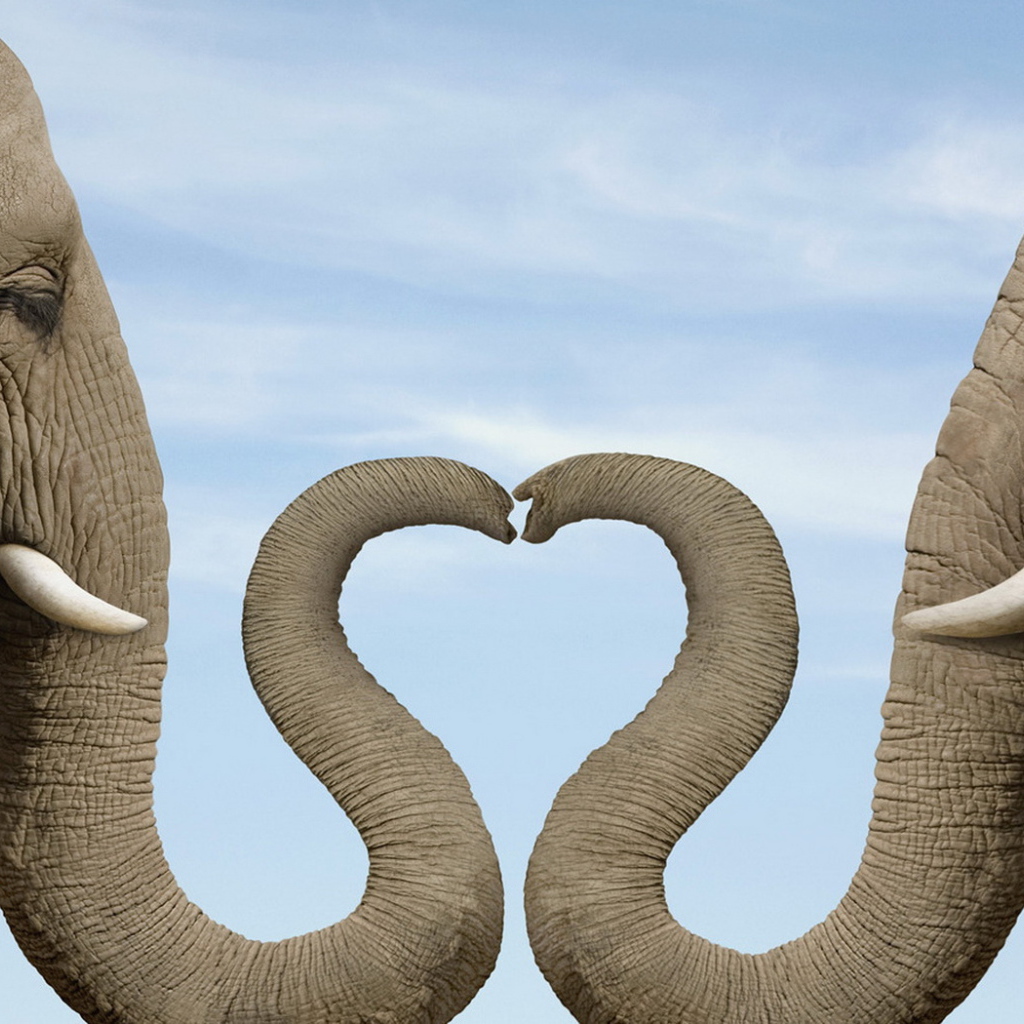 Два слона