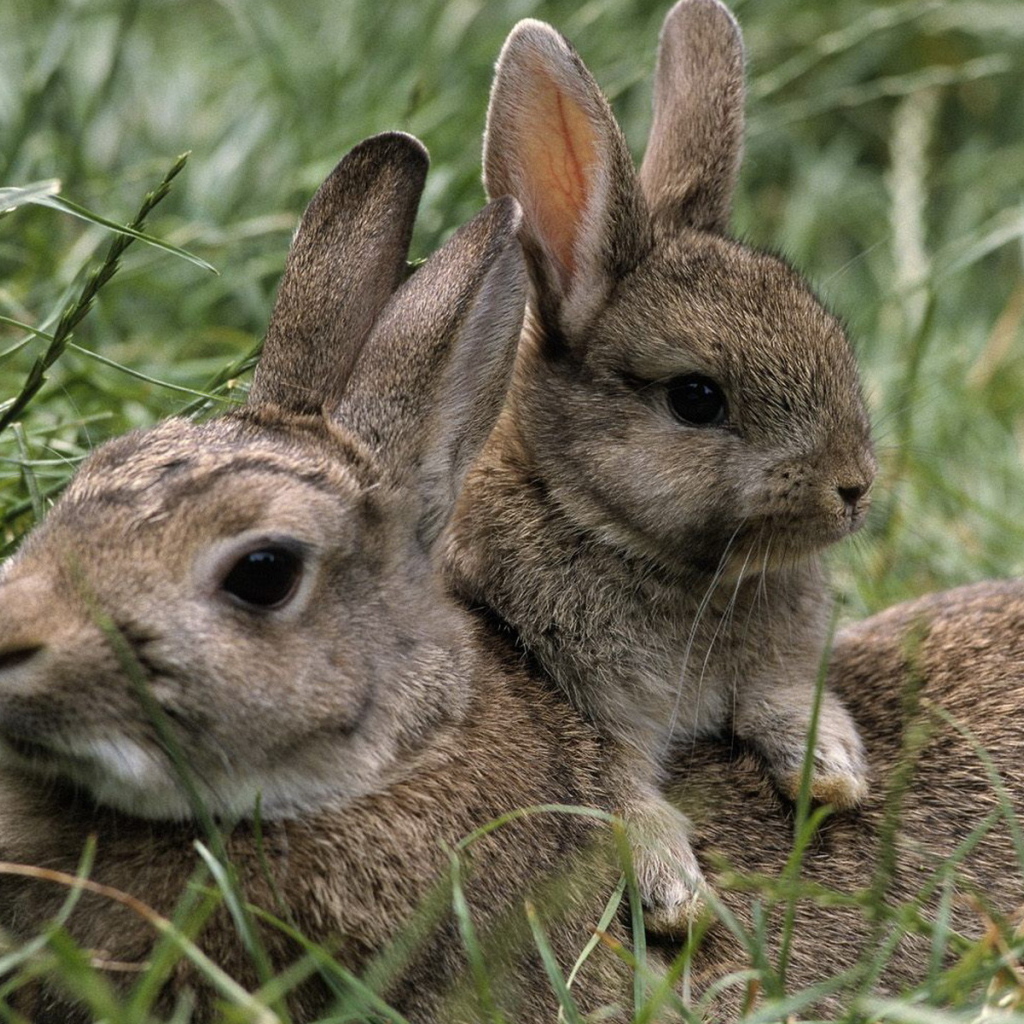 Зайчиха и малыш