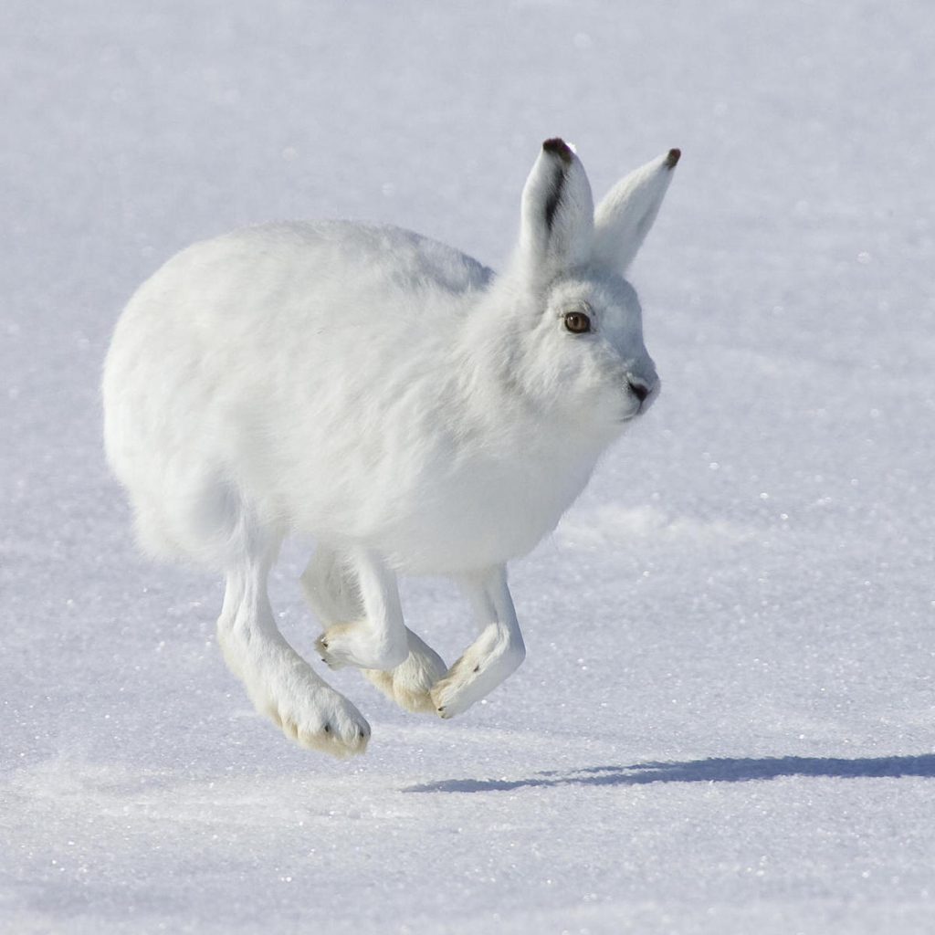 Заяц на снегу