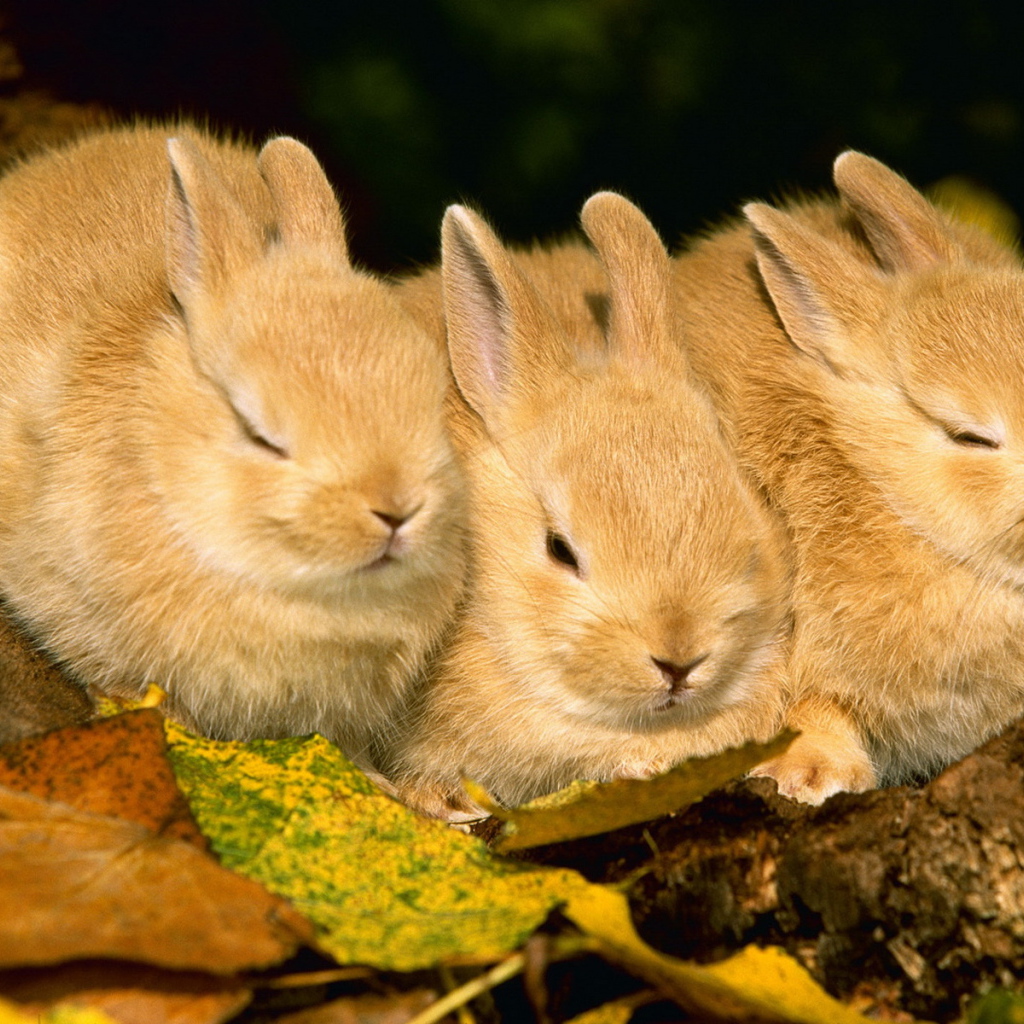 Три кролика