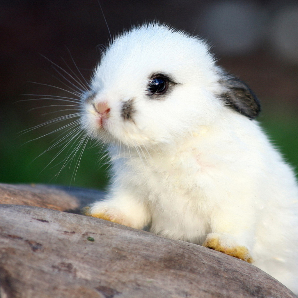 Белый кролик