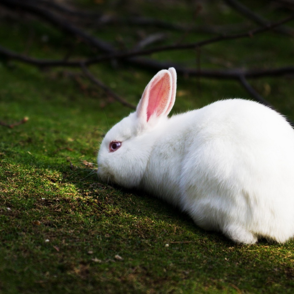 Белый кролик
