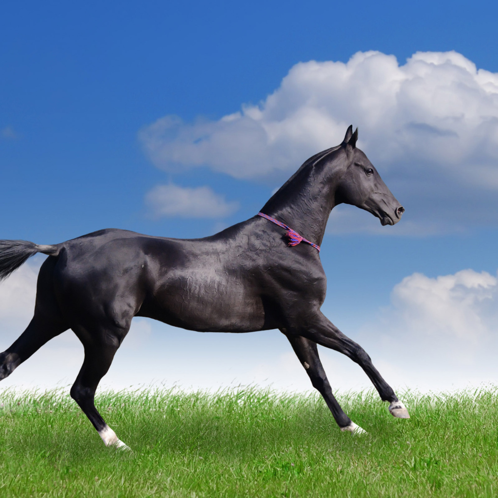 Грациозная лошадь