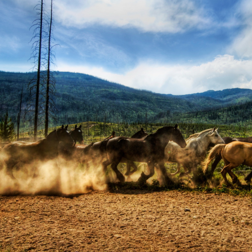 Табун лошадей