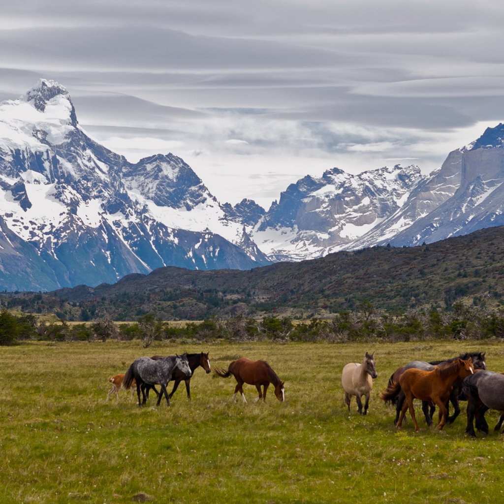 Табун лошадей
