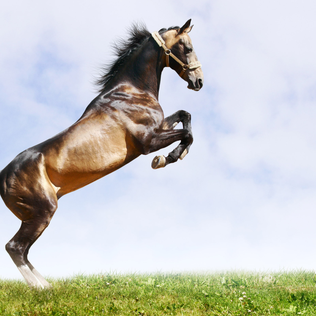 Лошадь вставшая на дыбы