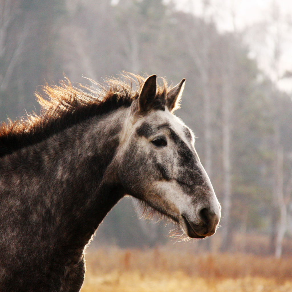 Лошадь на прогулке
