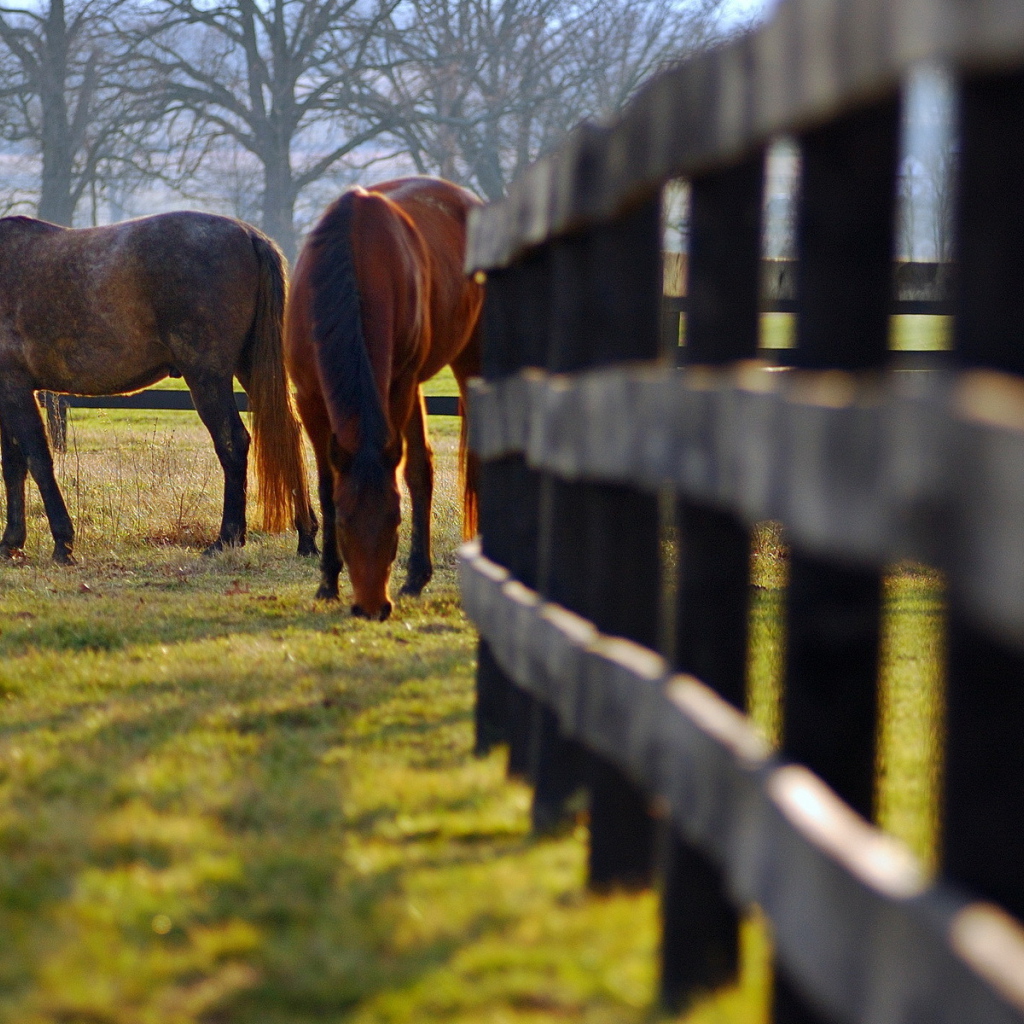 Кони на пастбище