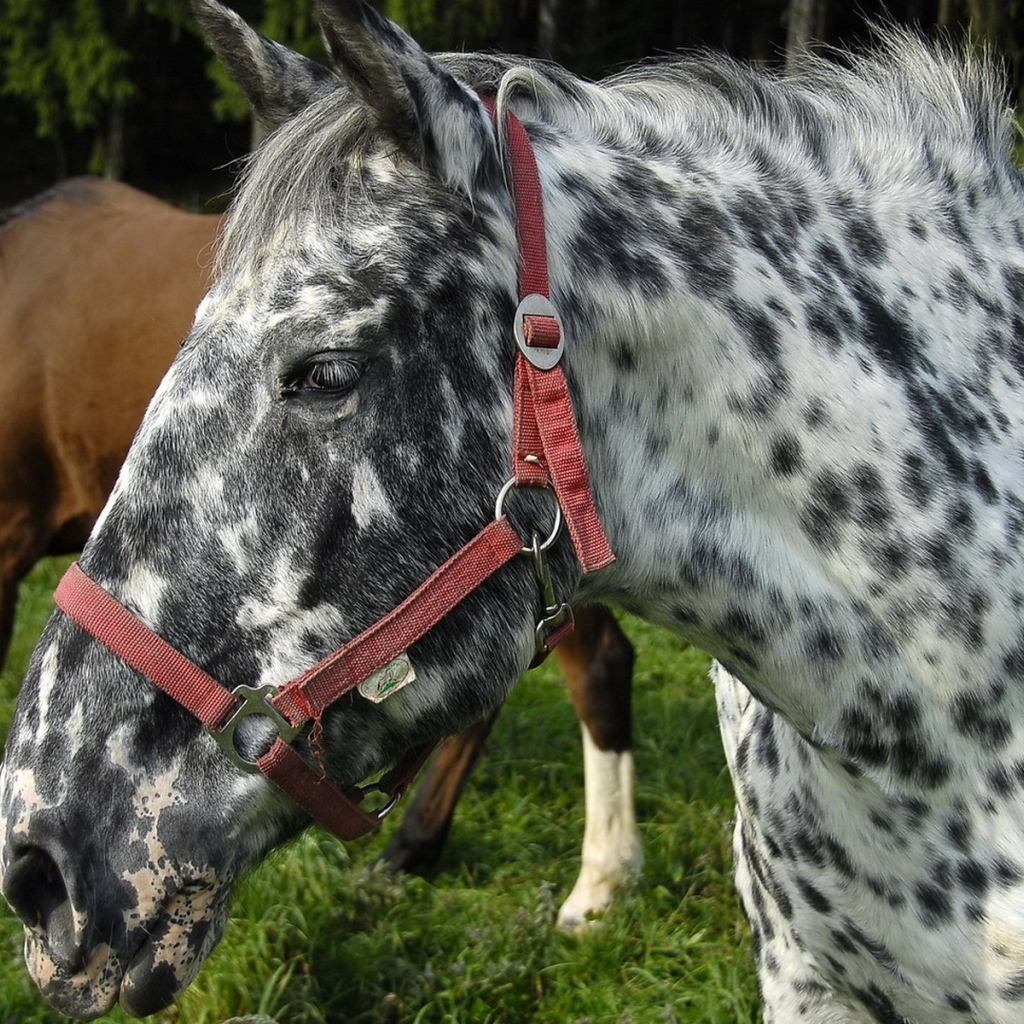 Пятнистая лошадь