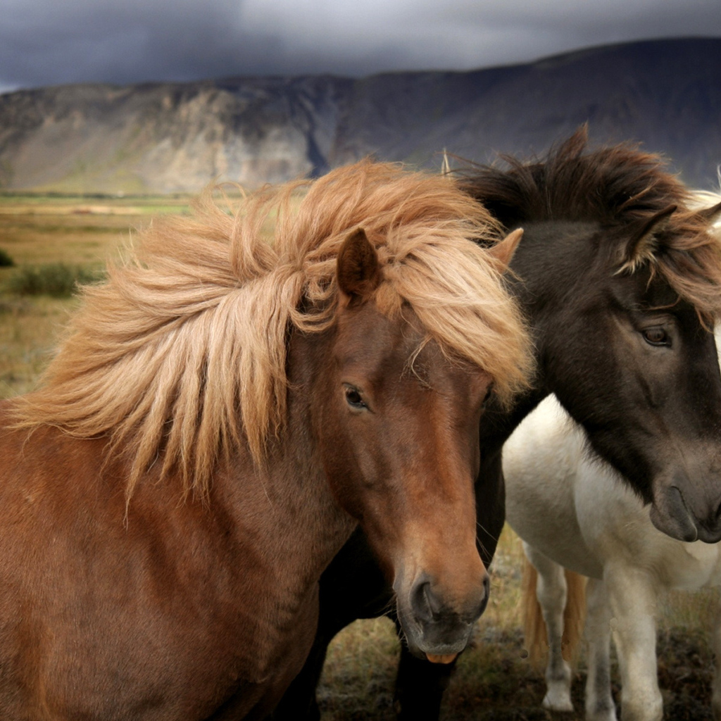 Белый, черный, рыжий