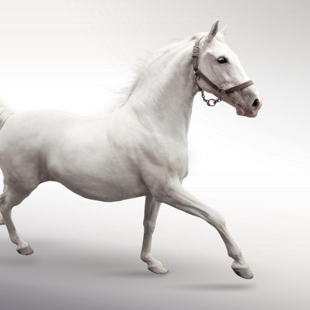 Белый конь