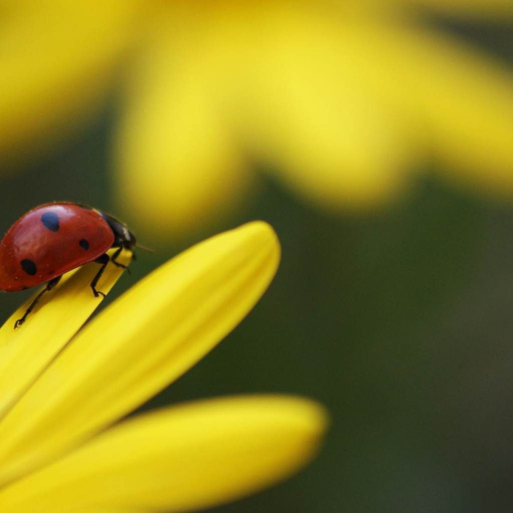 Божья коровка