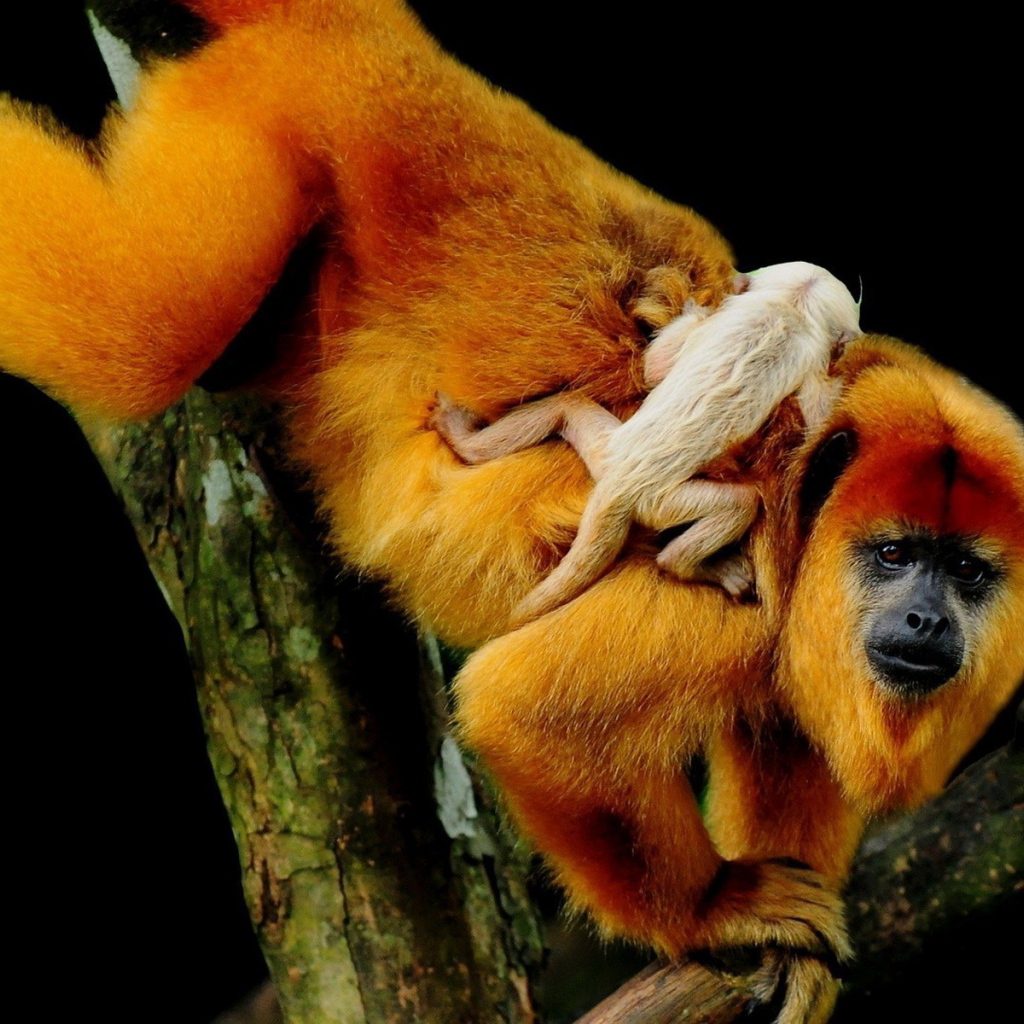 Рыжая обезьяна