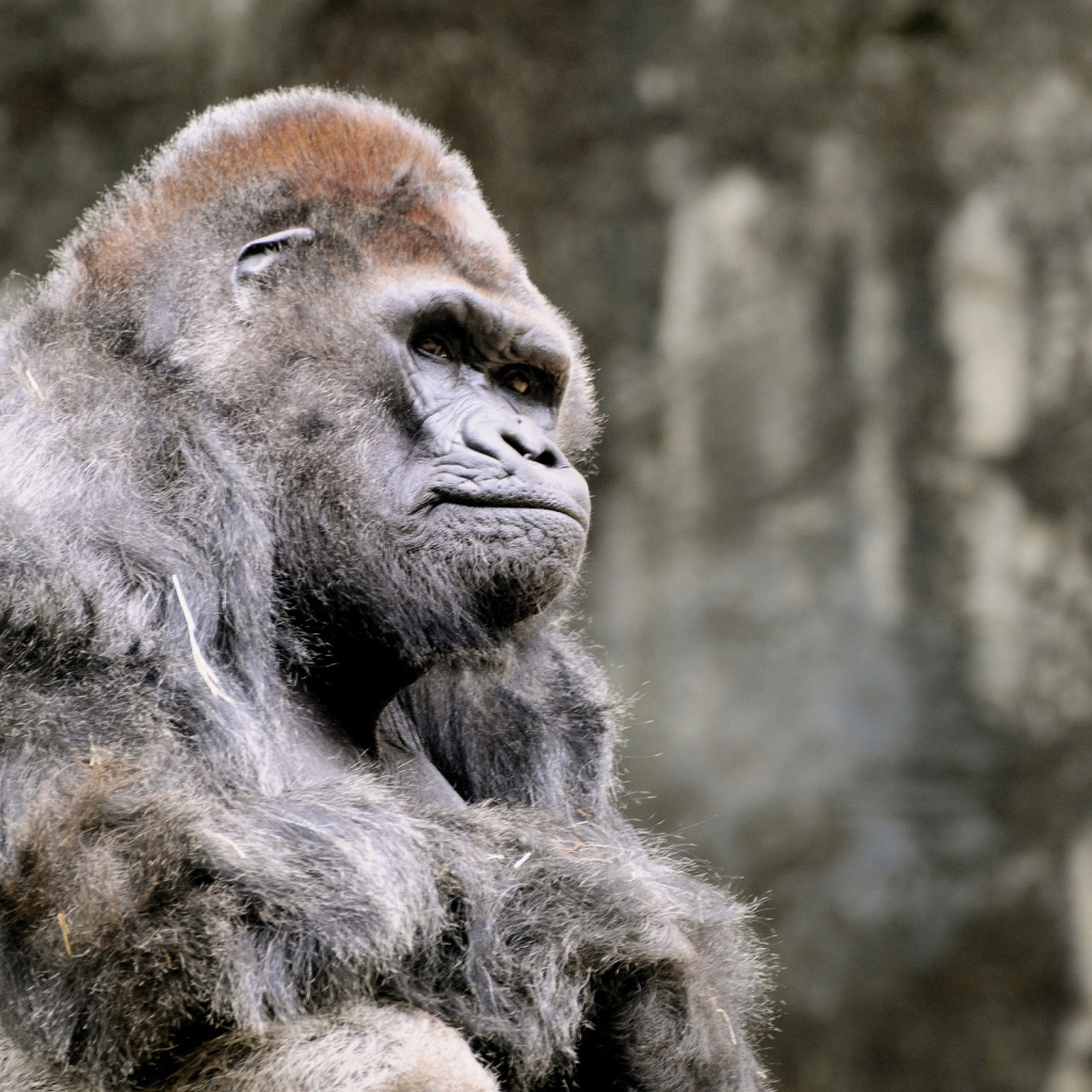 Одинокая горила