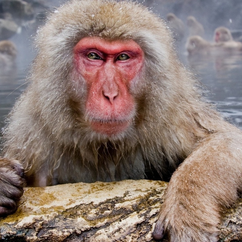 Обезьяны в гейзере