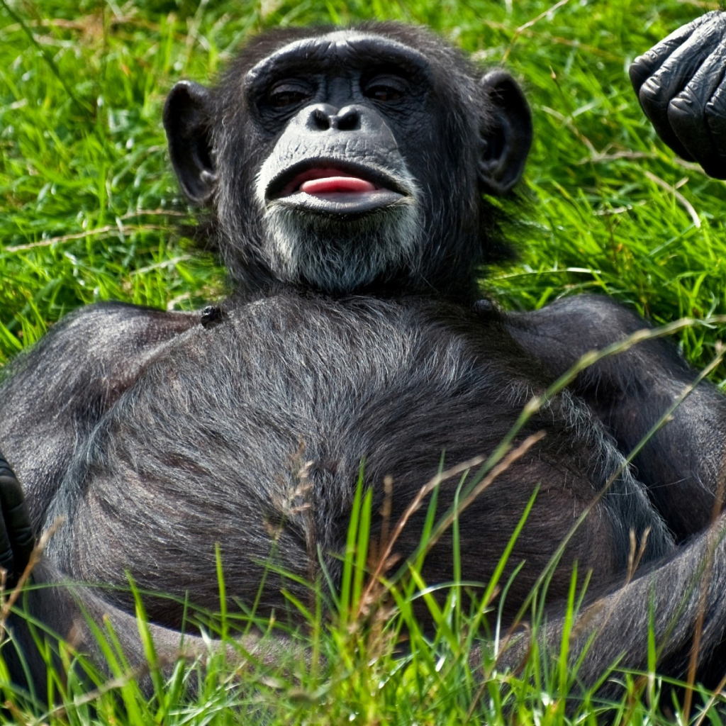 Отдыхающий примат