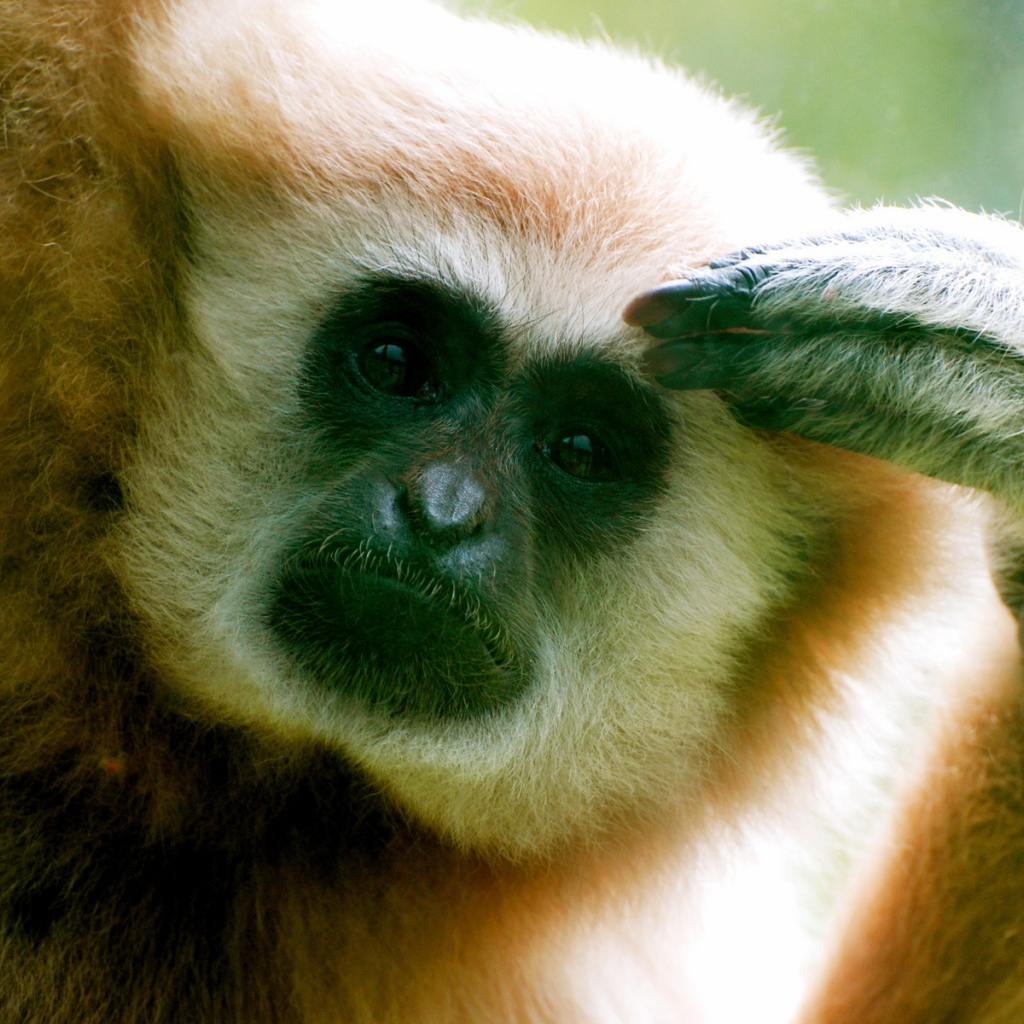 Думающий примат