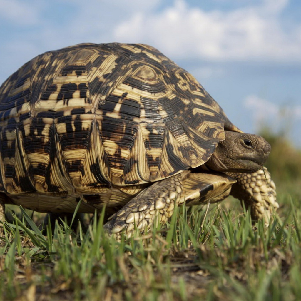 Большая черепаха