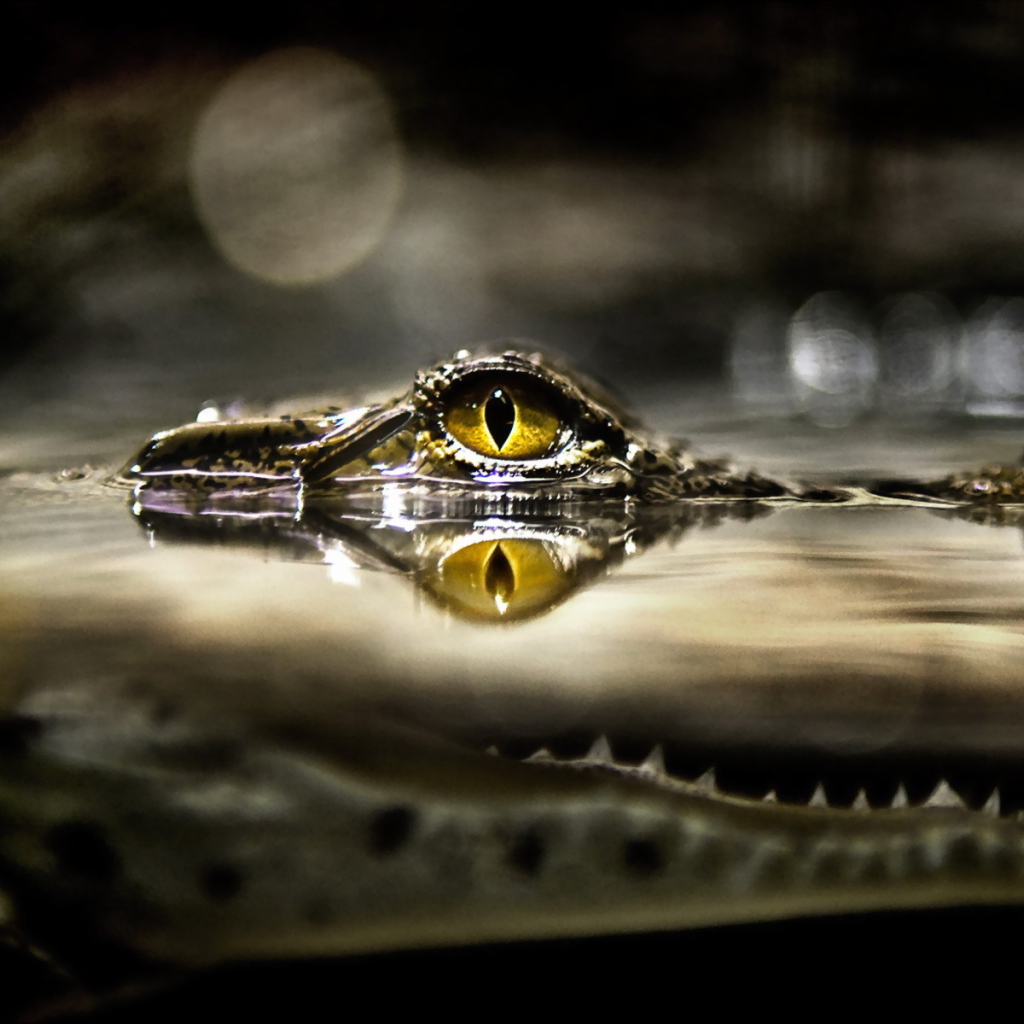 Глаз крокодила