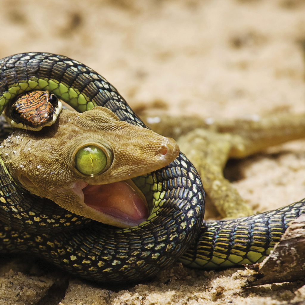 Ящерица против змеи