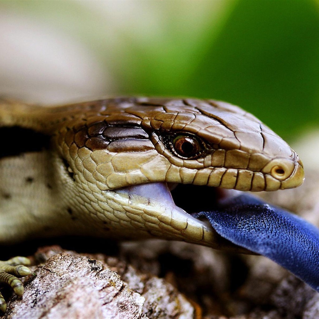 Lizard with a blue tongue