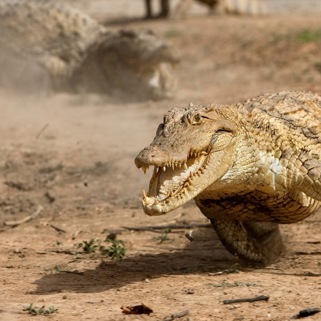 Бегущий аллигатор