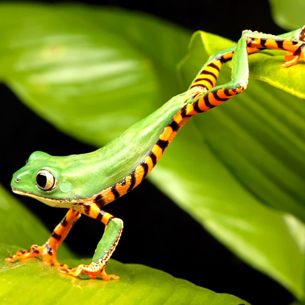 Полосатая лягушка